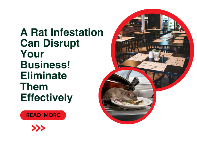 A Rat Infestation Can Disrupt Your Business! Eliminate Them Effectively