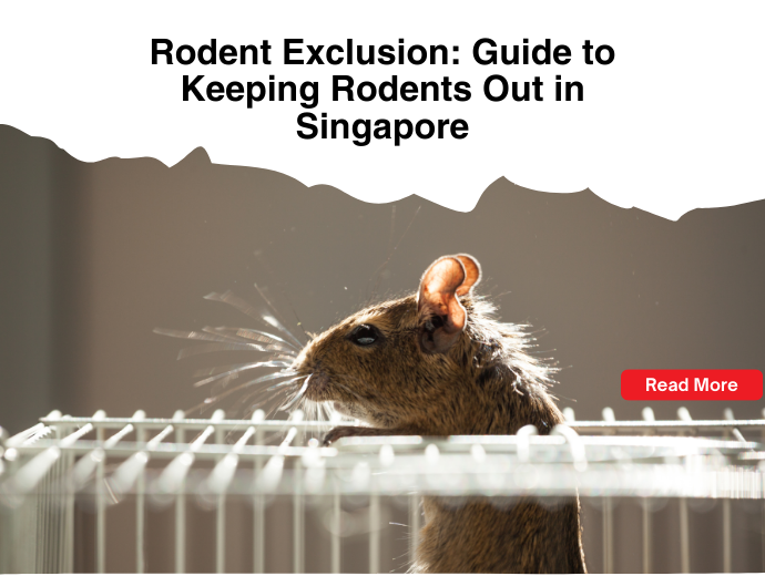 Rodent Exclusion: Guide to Keeping Rodents Out in Singapore