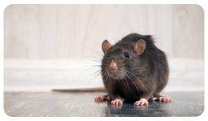 Best Rodent Control Methods to Get Rid of the Rat Infestation