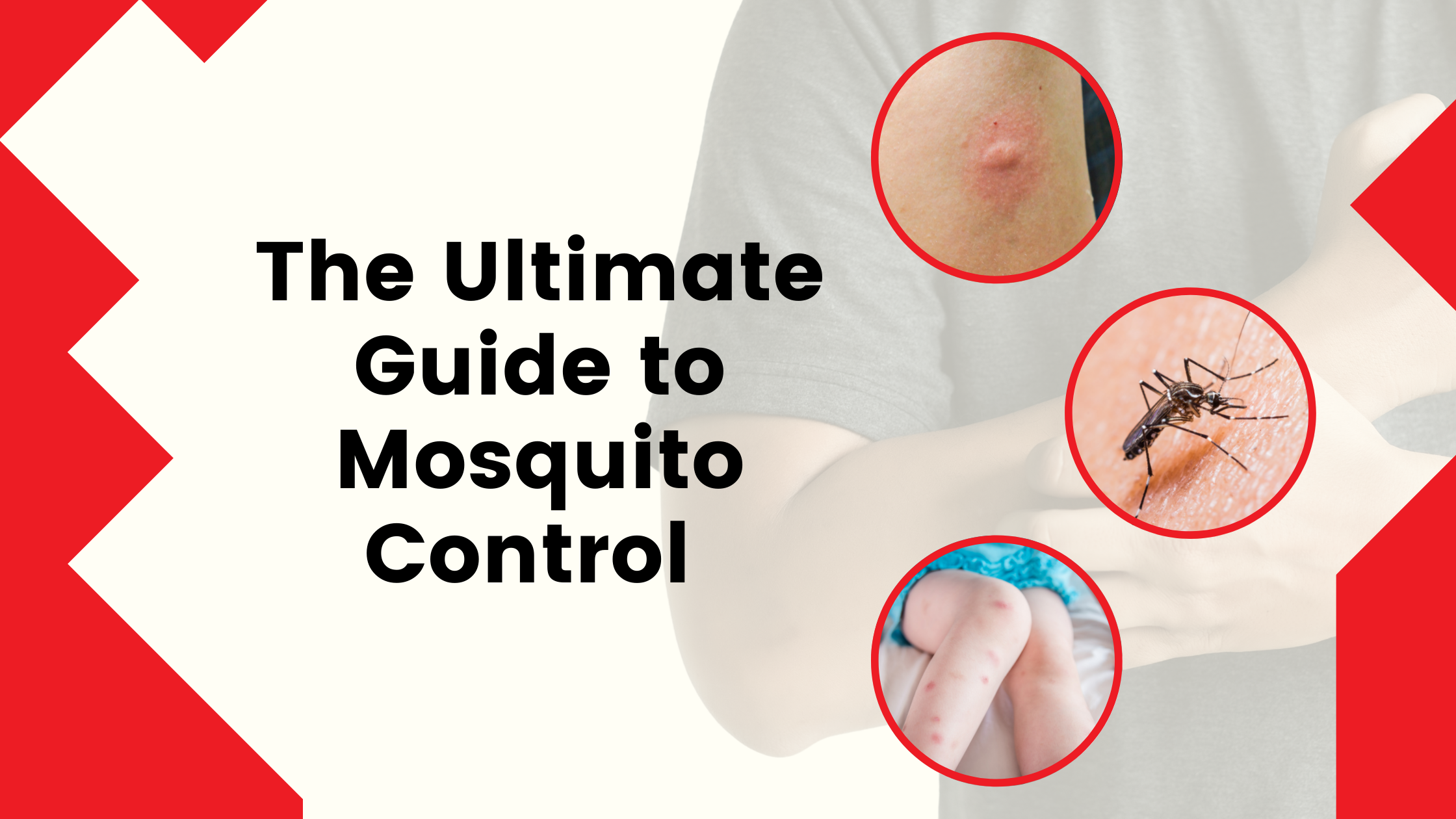 The Ultimate Guide to Mosquito Control