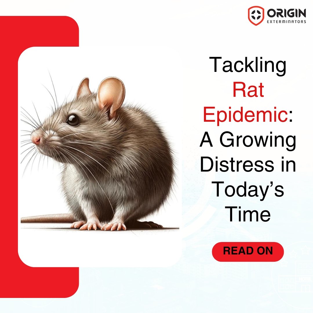 Tackling Rat Epidemic