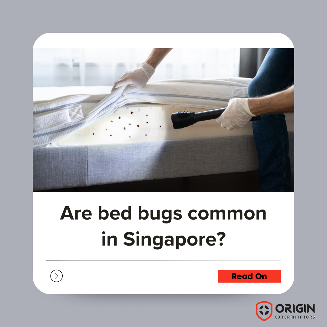 Are bed bugs common in Singapore?