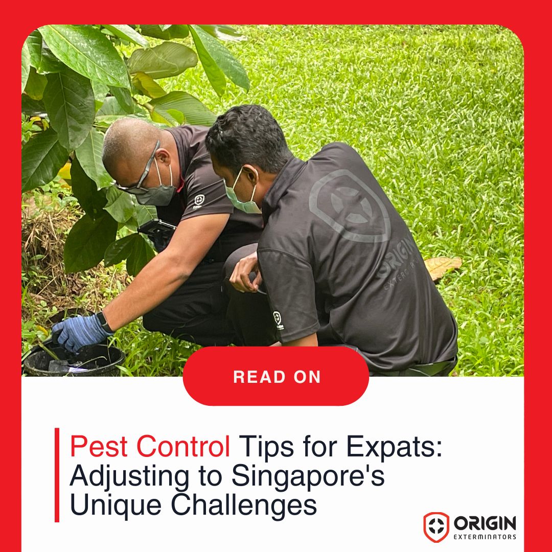 Pest Control Tips for Expats: Adjusting to Singapore's Unique Challenges