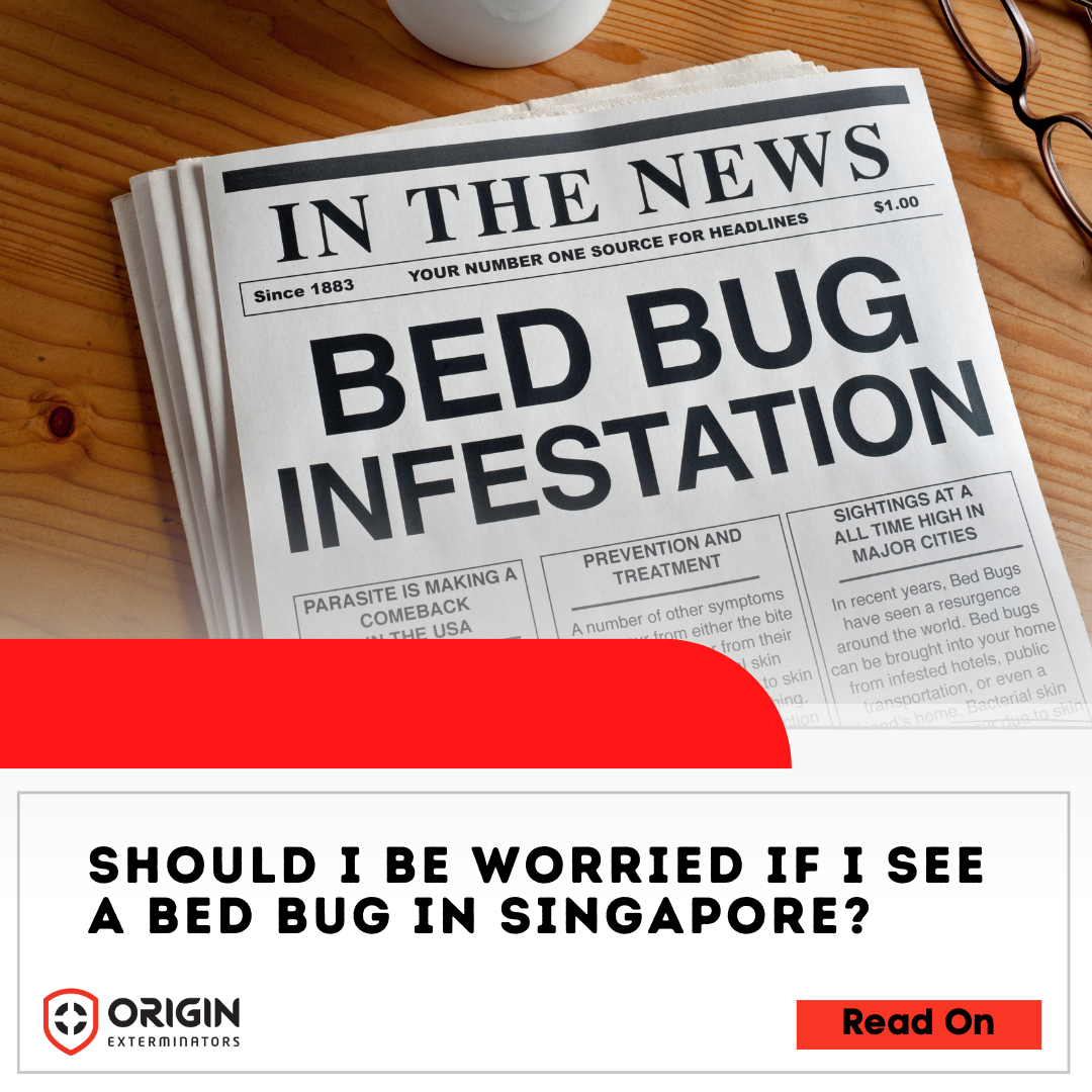 Should I be worried if I see a bed bug in Singapore?