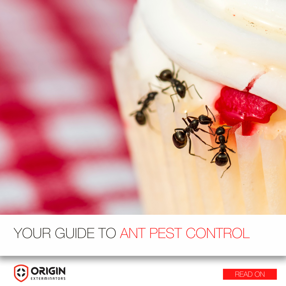 Your Guide to Ant Pest Control