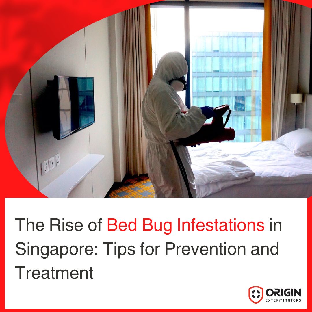 The Rise of Bed Bug Infestations in Singapore: Tips for Prevention and Treatment