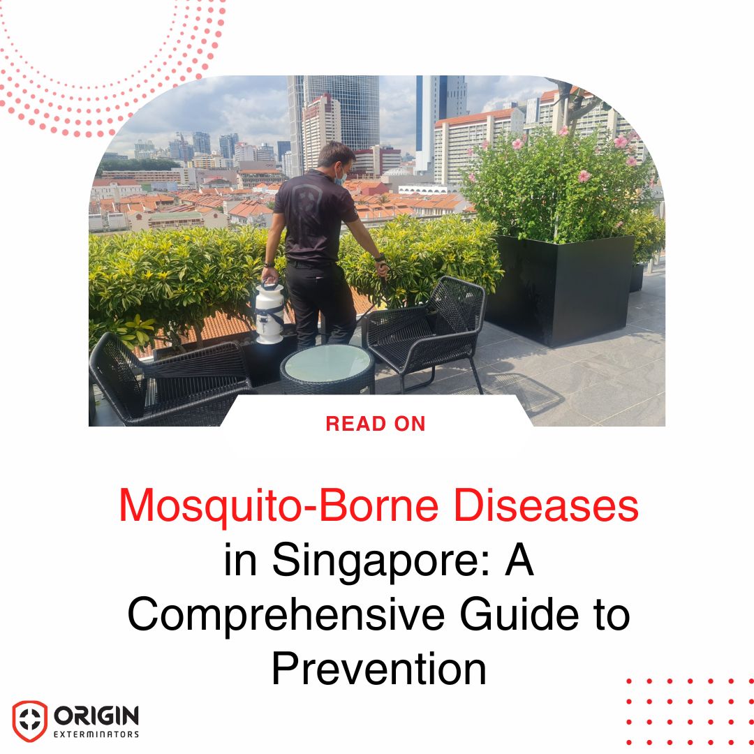 Mosquito-Borne Diseases in Singapore: A Comprehensive Guide to Prevention