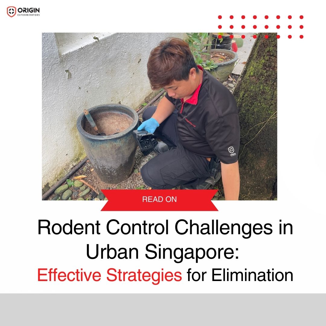 Rodent Control Challenges in Urban Singapore: Effective Strategies for Elimination