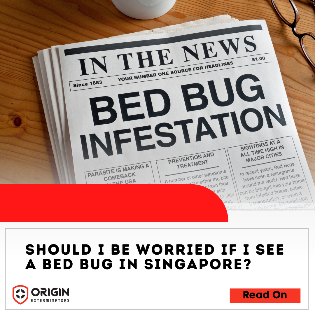 How to Check & Prevent Bed Bug Infestation in Singapore