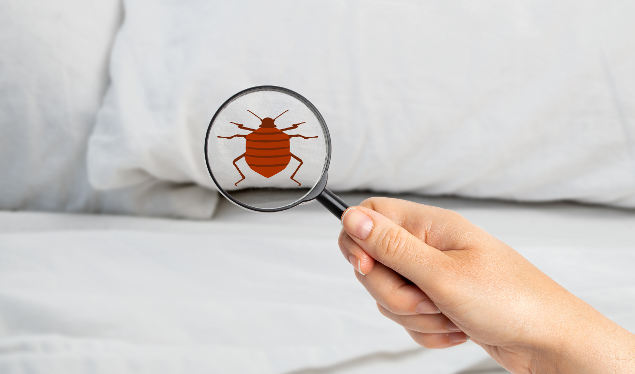 5 Ways in Which You Can Keep Your House Bug Free