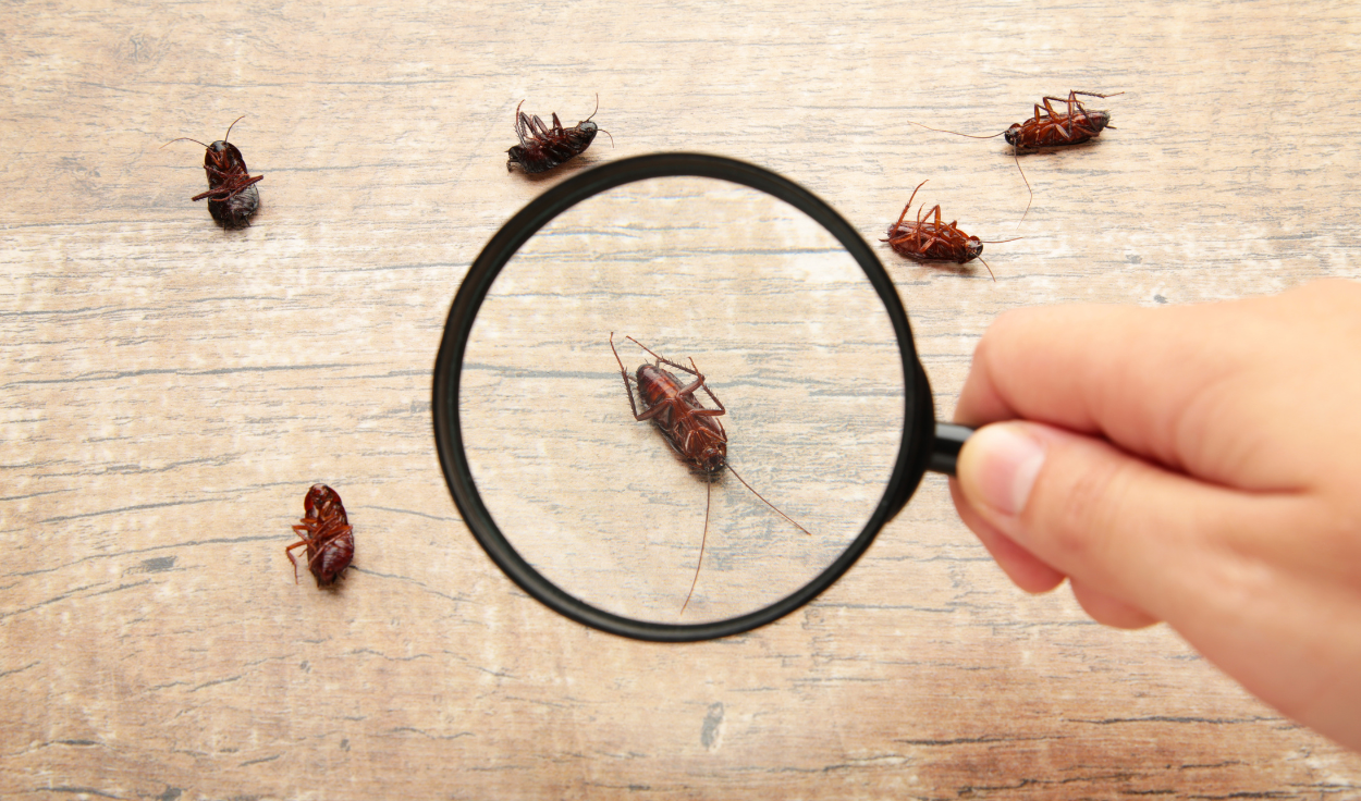 5 Common Residential Estate Pests You Should Avoid