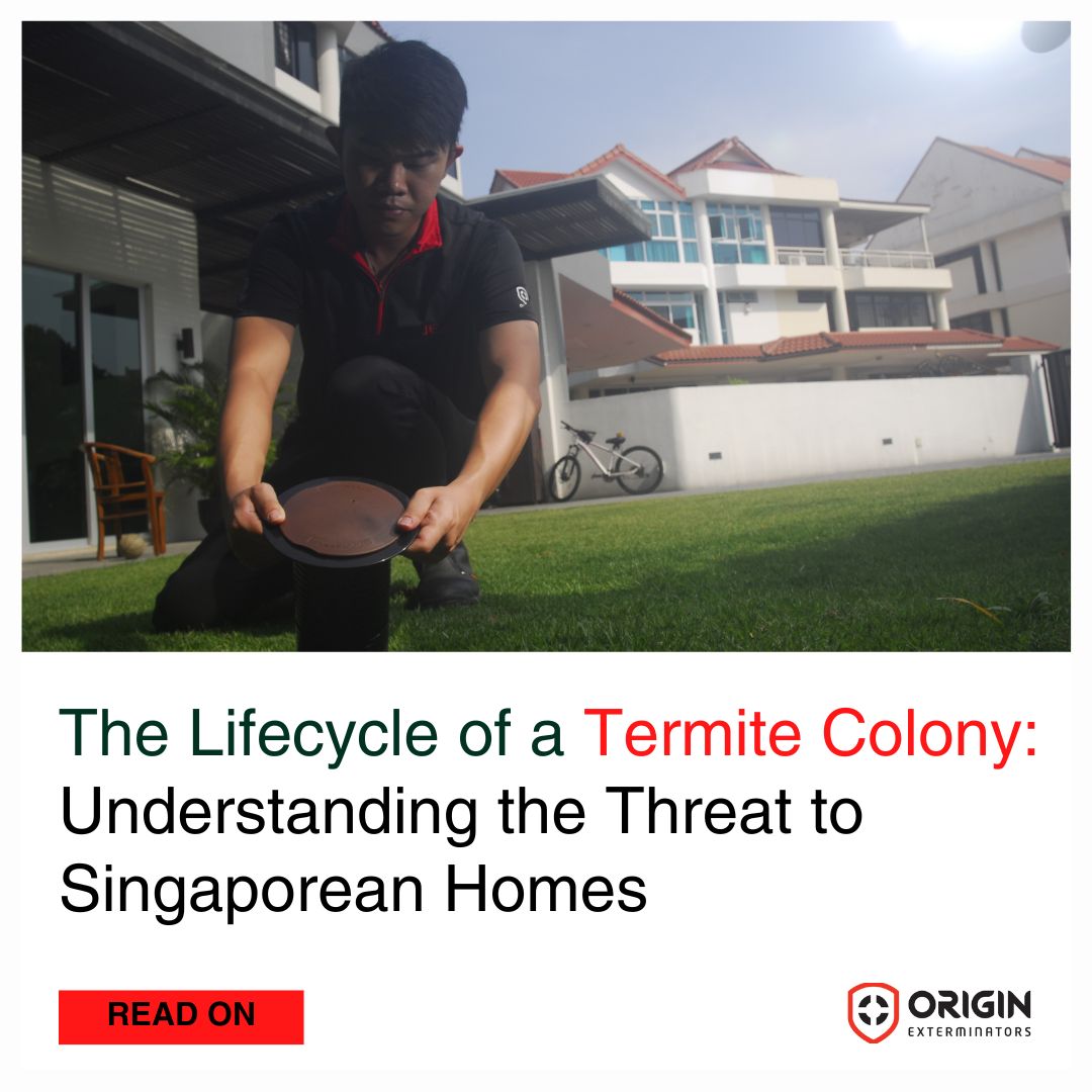 The Lifecycle of a Termite Colony: Understanding the Threat to Singaporean Homes