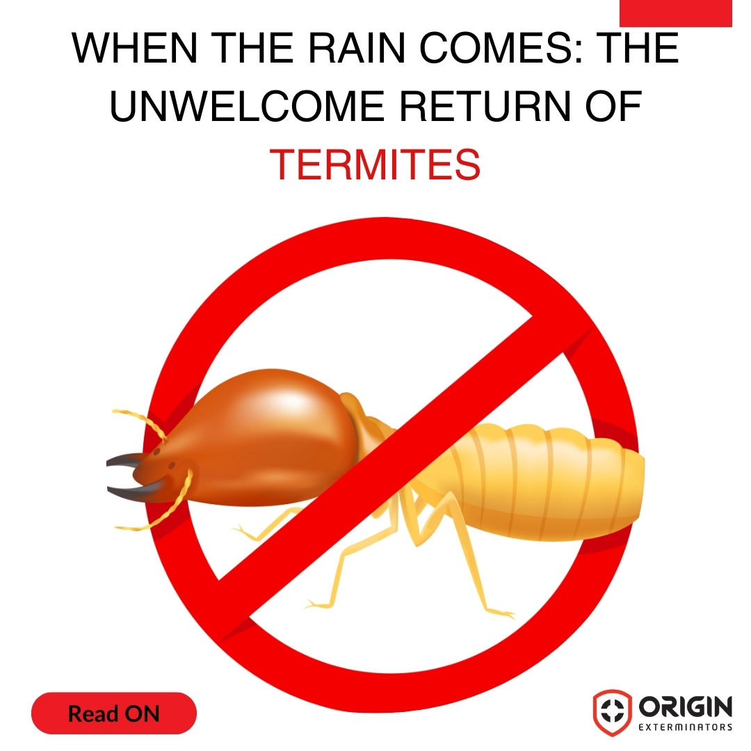 When the Rain Comes: The Unwelcome Return of Termites