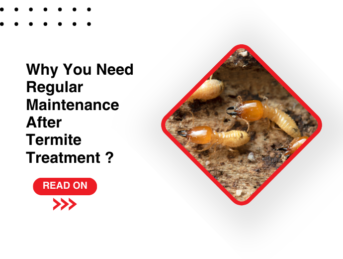 Why You Need Regular Maintenance After Termite Treatment?