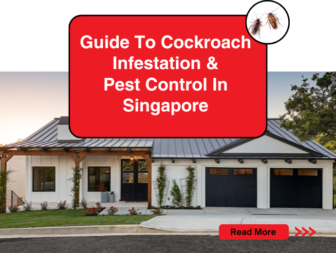 Guide To Cockroach Infestation & Pest Control In Singapore