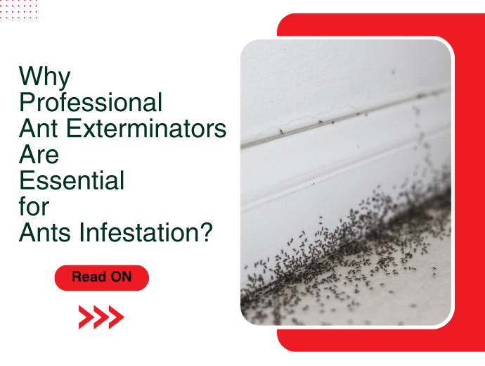 Why Professional Ant Exterminators Are Essential for Ants Infestation?