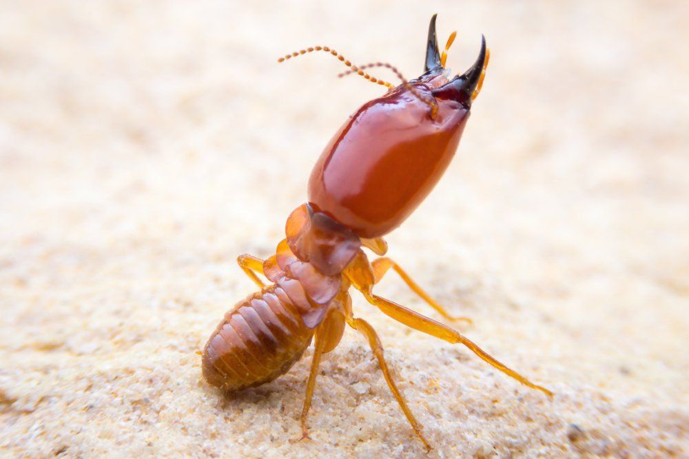 Survey Results Revealed: Explore More to Secure Your Home Against Termites