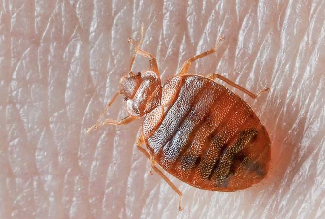 How to Get Rid of Bed Bugs- The Complete Guide