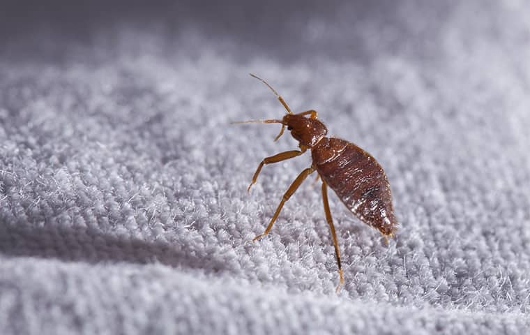 Top Tips to Prevent Bed Bug Infestation at Your Residence