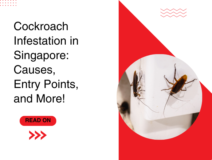 Cockroach Infestation in Singapore: Causes, Entry Points & More!