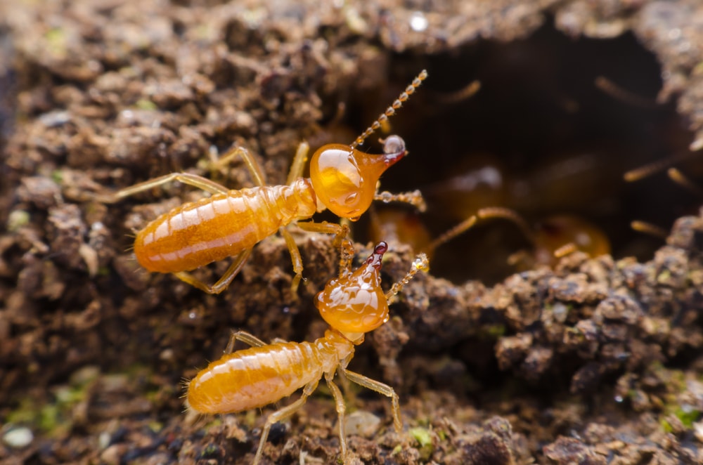 4 Simple Ways to Get Rid of Termites in Singapore