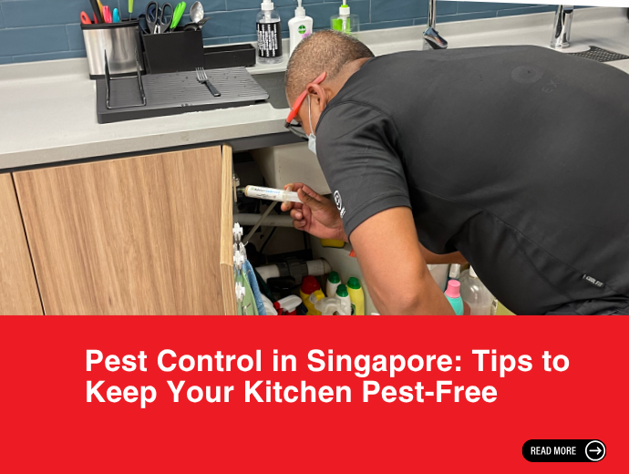 Pest Control in Singapore: Tips to Keep Your Kitchen Pest-Free
