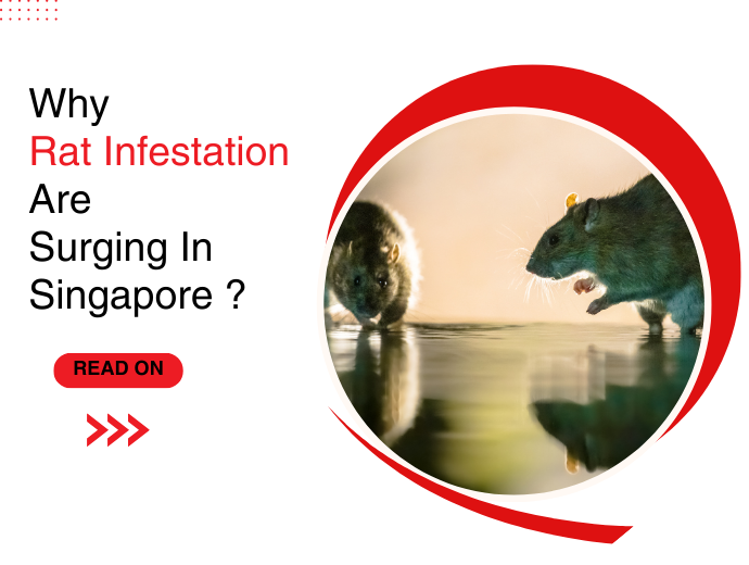 Why Rat Infestation Are Surging In Singapore ?