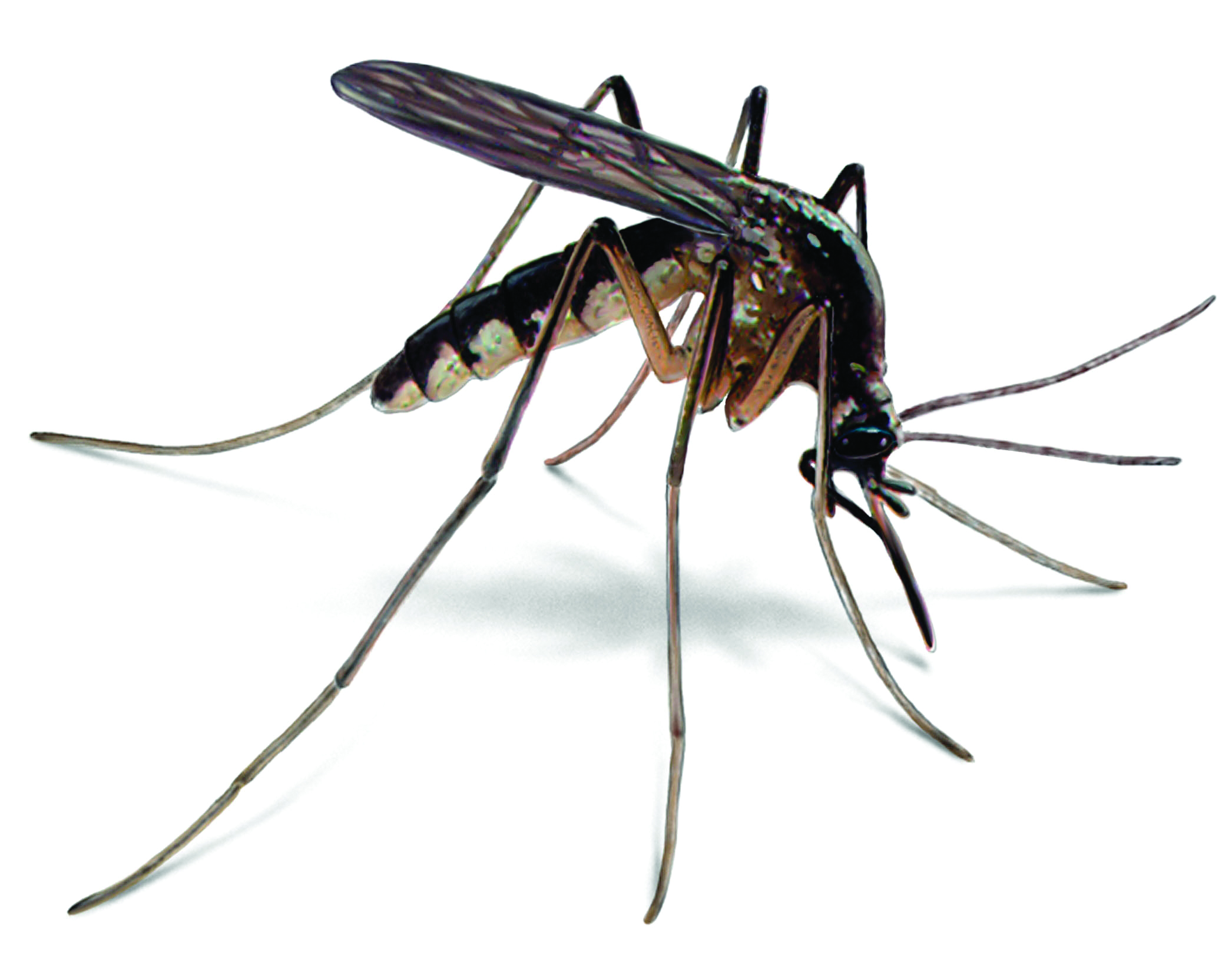 Know Signs of Mosquito Infestation & Mosquito Control Tips