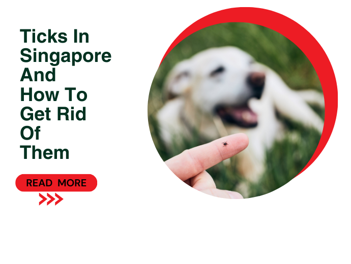 Ticks In Singapore And How To Get Rid Of Them