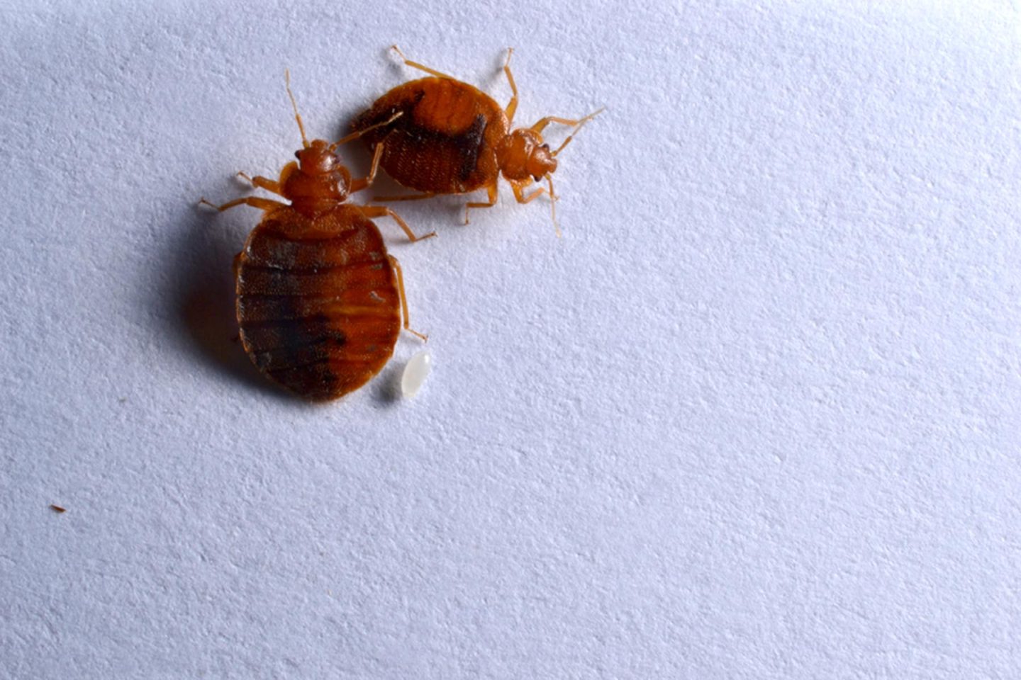 How to Prevent the Bed Bugs from Invading Your Luggage on a Holiday?